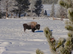 Buffalo